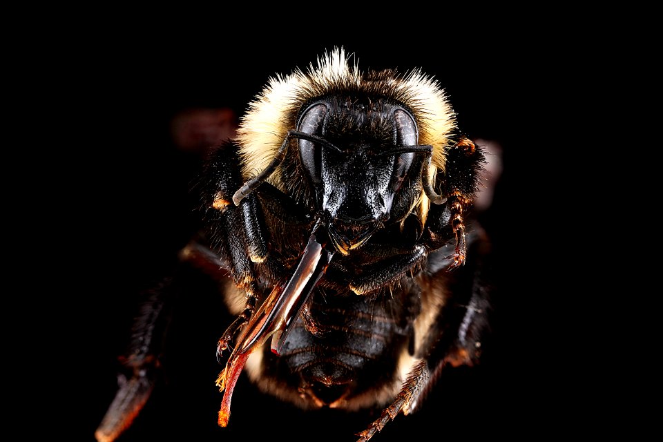 Bombus fervidus, female, face 2012-07-25-12.36.59 ZS PMax