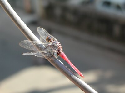Insect bug nature