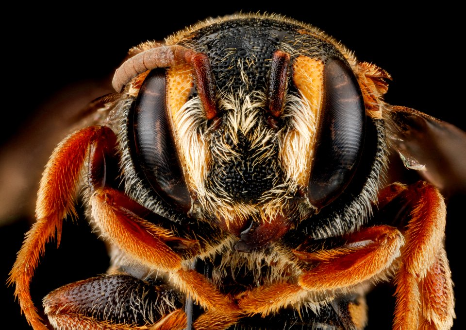 Stelis australis, F, face, Sandhills NWR, South Carolina 2012-11-19-18.44.19 ZS PMax