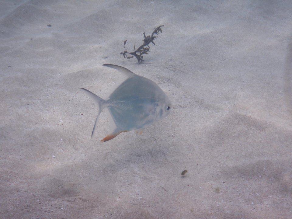 Trachinotus goodei 1