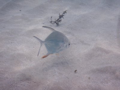 Trachinotus goodei 1