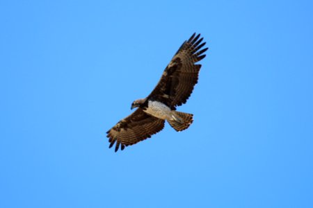 Polemaetus bellicosus 1 photo