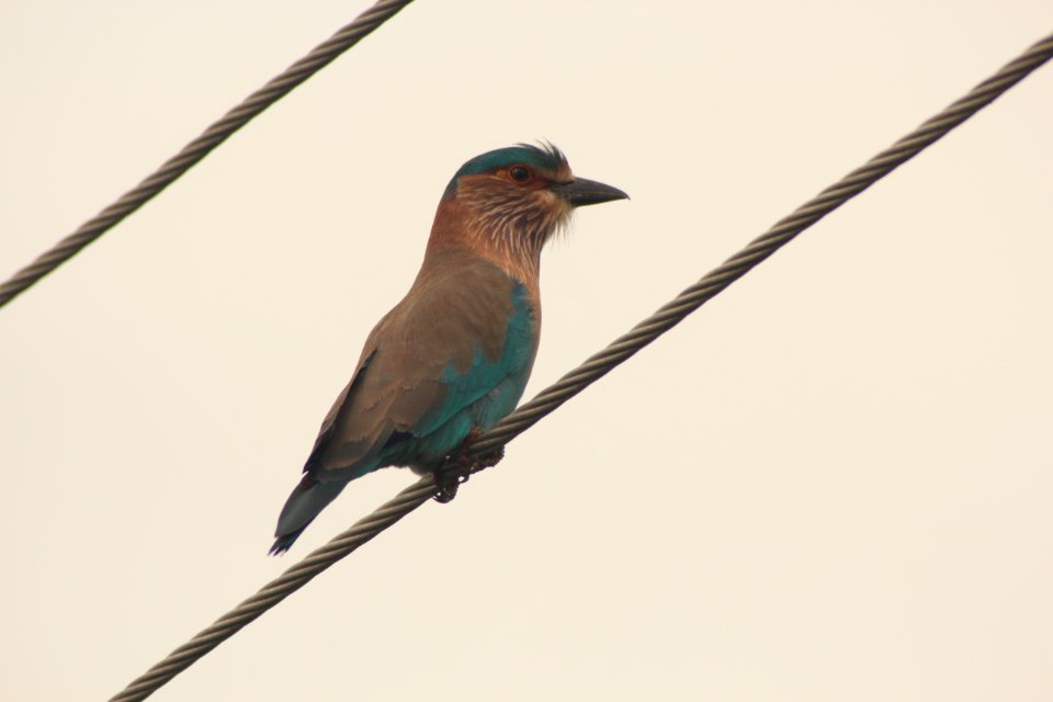 Coracias benghalensis 1