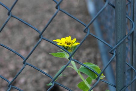 Little Prisoner
