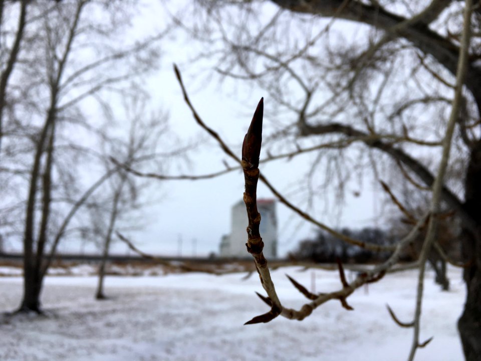 Is This Tree Giving Me The Finger?