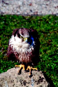 Bird wild animal zoo