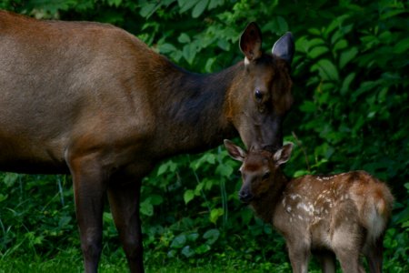 Elk mother and calf, 2018--Chalice Keith
