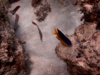 Stegastes leucostictus 1