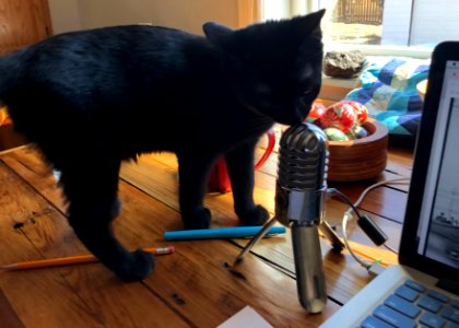 A Purrfect Catcast