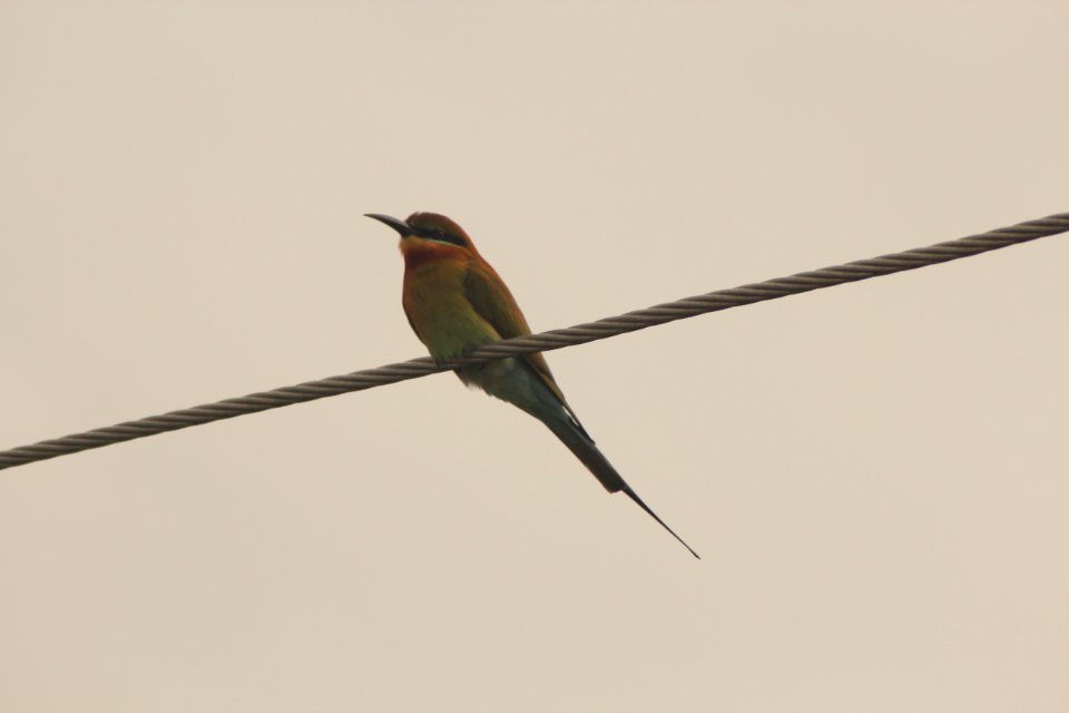 Merops philippinus 1