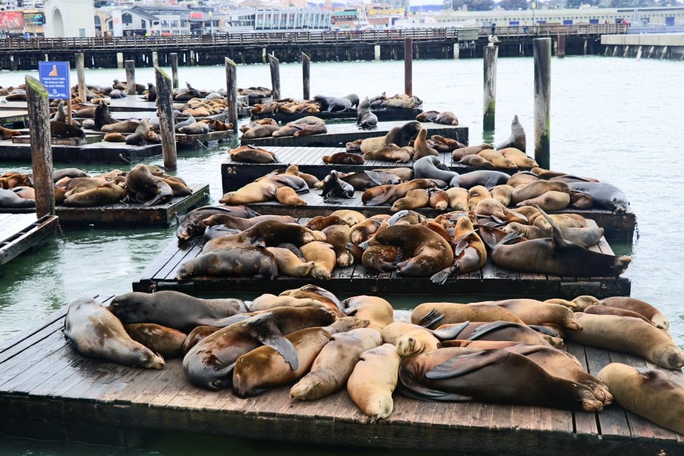 San Francisco's Sea Lions