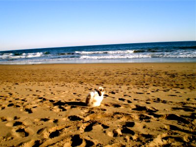 Kenzo at the beach