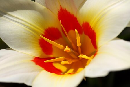 Spring plant color