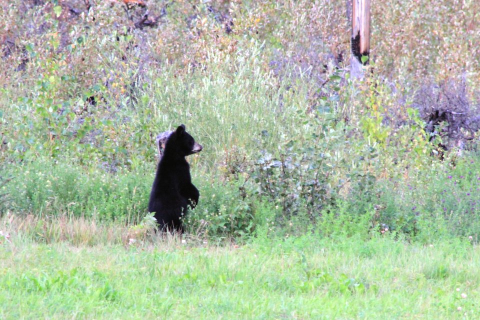 Black Bear Family On The ALCAN 3