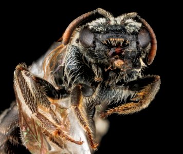 Lasioglossum laevissimum, F, face, Montana 2012-10-15-16.37.01 ZS PMax photo