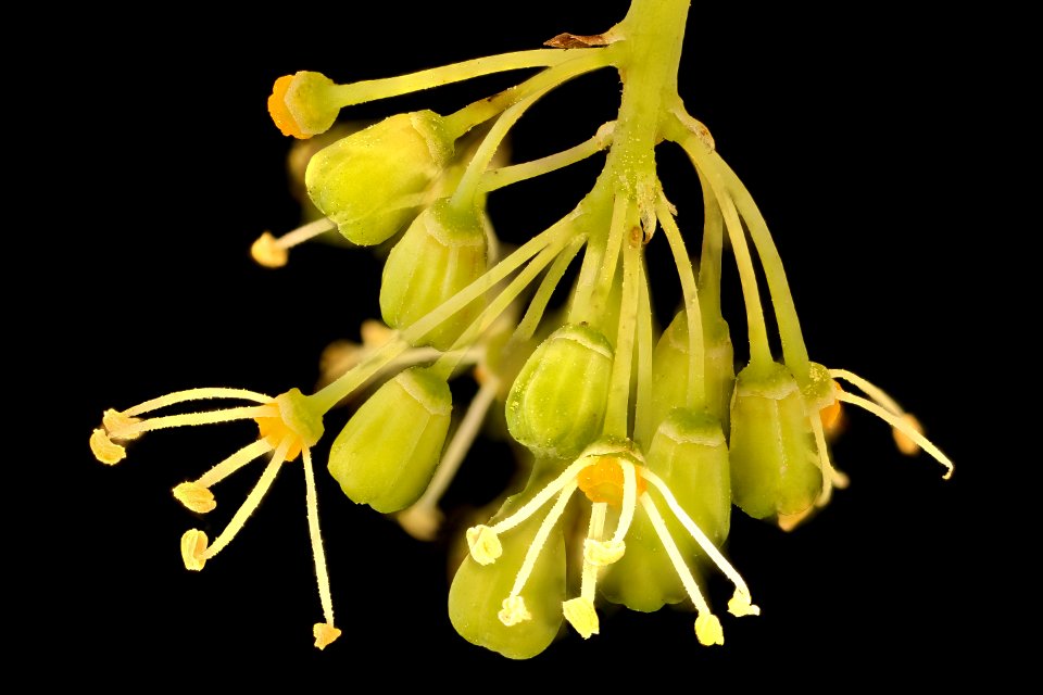 Vitis spp. 3,  Howard Co, Maryland, H Metzman 2018-06-21-15.18.01 ZS PMax UDR