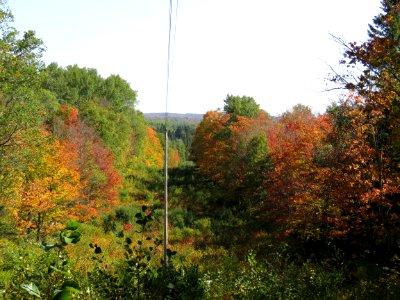 Phone pole overlook