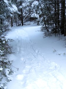 Snowshoe trail photo