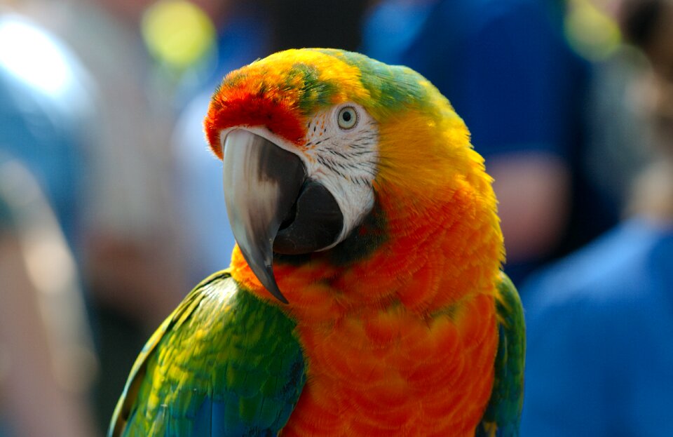 Bird animal colorful