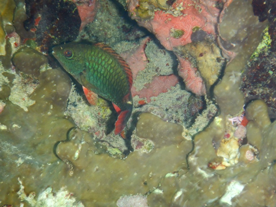 Sparisoma viride 2