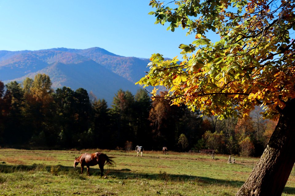 Cades Cove, October  20, 2020 -- Warren Bielenberg (7)