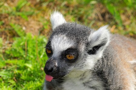 Animal madagascar striped