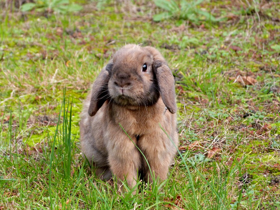 Chewy in my garden