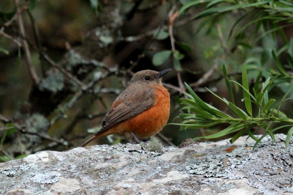 Turdus olivaceus 2