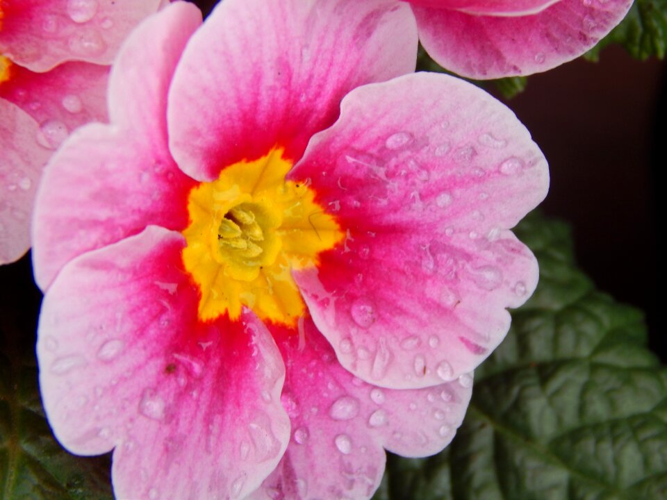 Spring drops dew