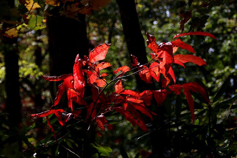 Fall Color Cades Cove, Warren Bielenberg, October 15, 2020