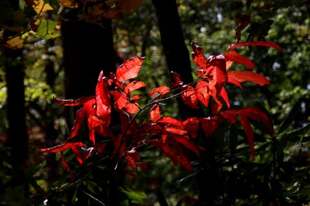 Fall Color Cades Cove, Warren Bielenberg, October 15, 2020