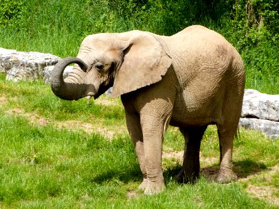 Beauval Zoo