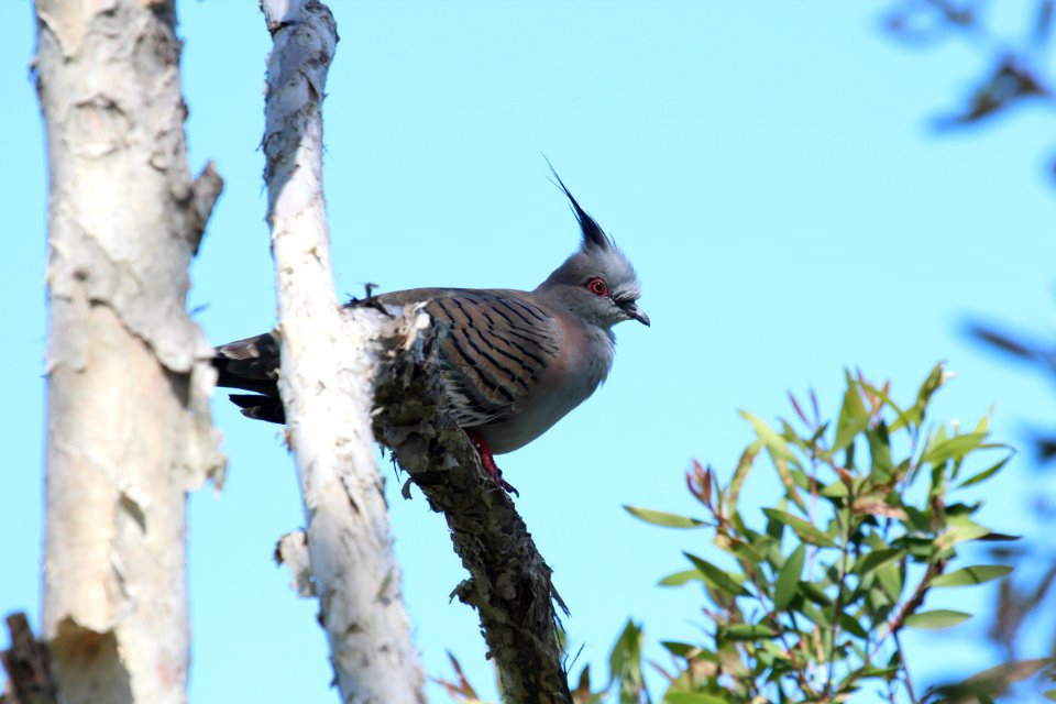 Ocyphaps lophotes 1