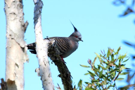 Ocyphaps lophotes 1 photo