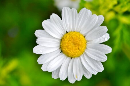 Spring plant blossom