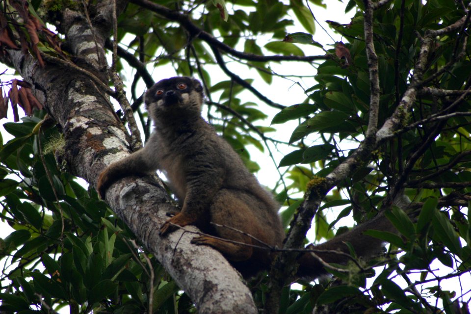 Eulemur fulvus 1