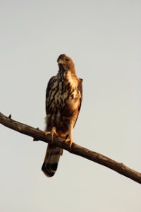 Nisaetus cirrhatus 1