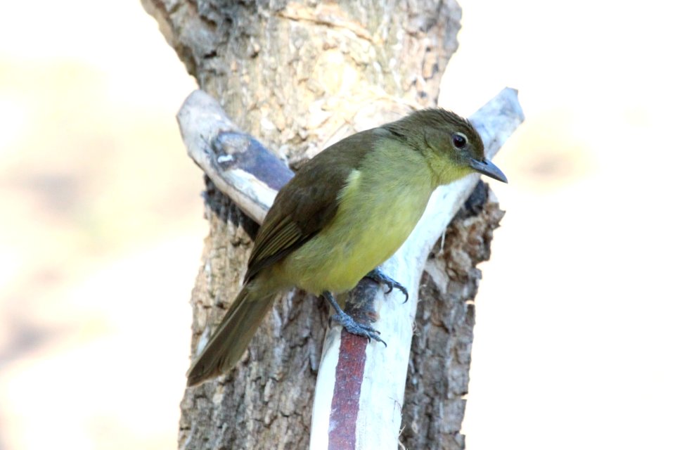Chlorocichla flaviventris 1