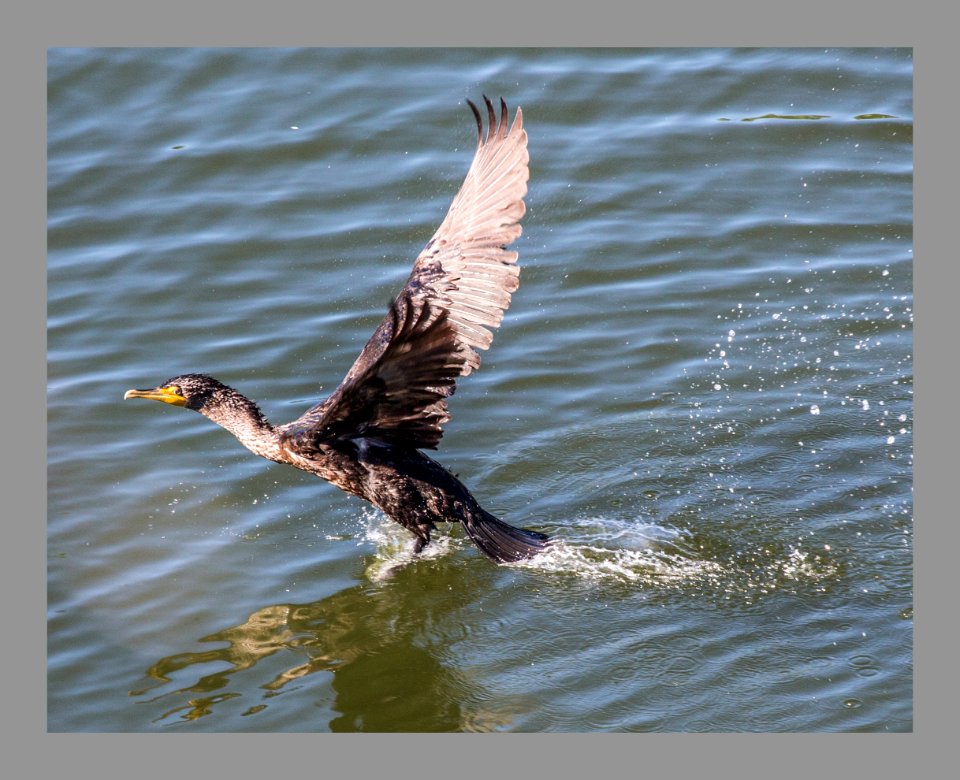 Cormoran take off