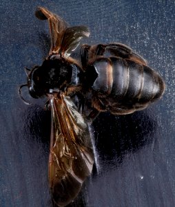 Dieunomia heteropoda, female, top, Anne Arundel County, 100 mm lens 2012-10-02-15.40.32 ZS PMax photo