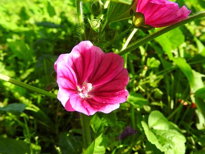 Bloom mallow wild flower