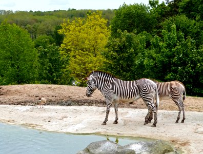 Beauval Zoo