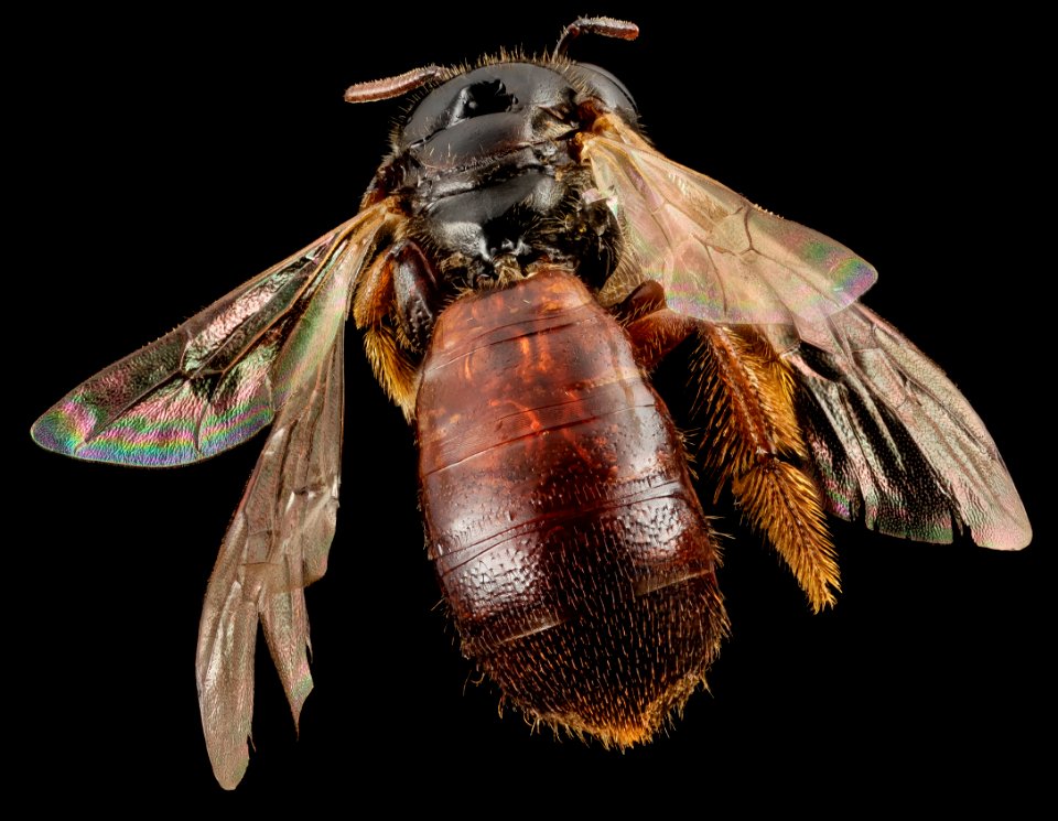 Exoneura species, f, australia, side 2014-11-01-22.14.29 ZS PMax