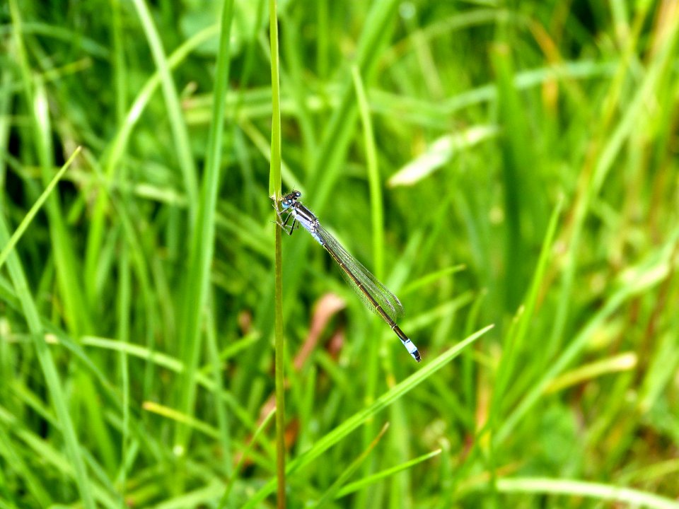 Common Blue Damselfly