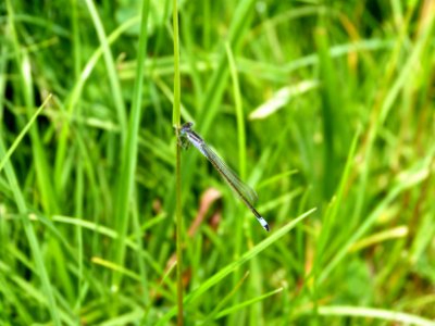 Common Blue Damselfly