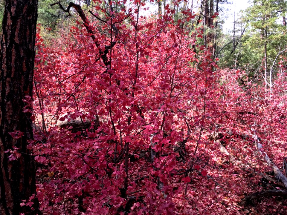 Pink Maple Explosion