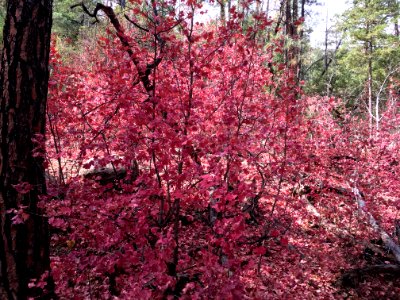 Pink Maple Explosion photo