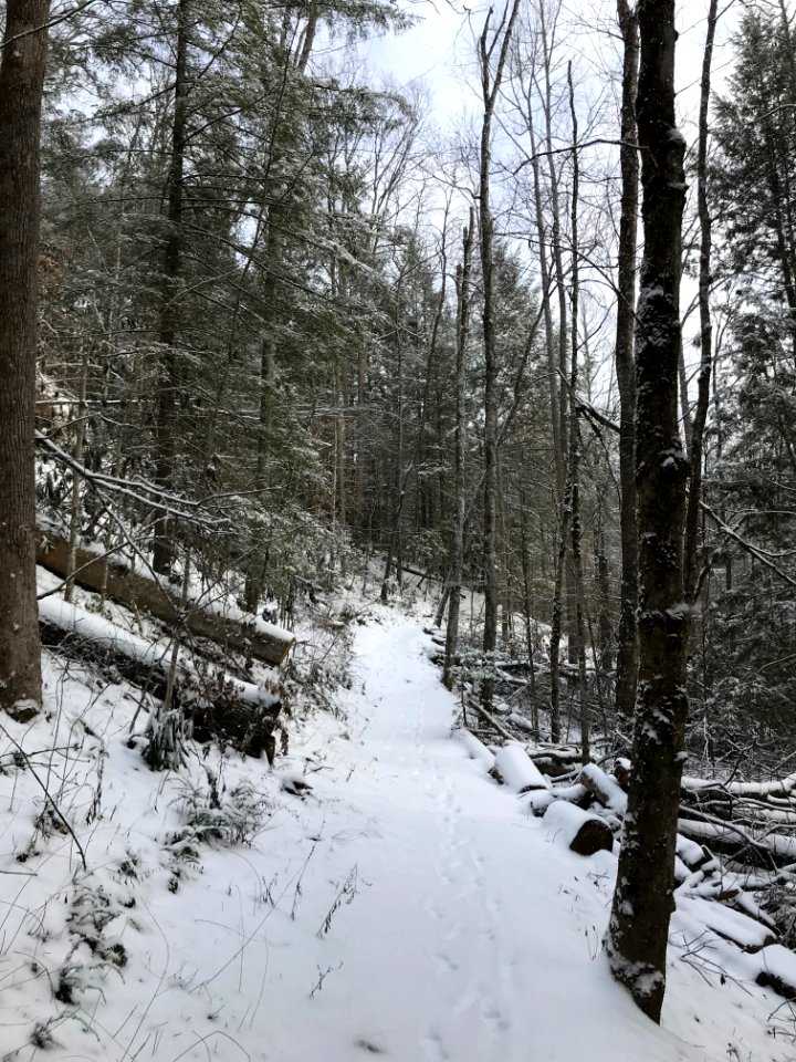 Fighting Creek Nature Trail, January 2018--Andrea Walton