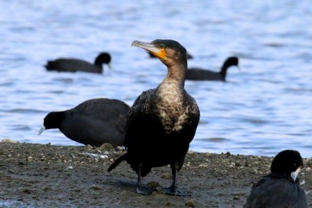 Phalacrocorax carbo 1
