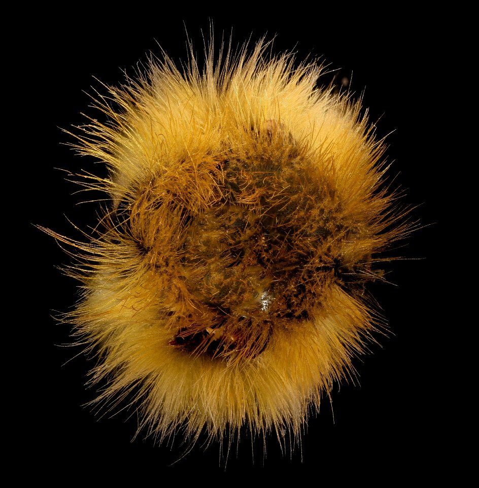 Bombus perplexus, m, thorax, PA, Centere Co 2017-07-25-13.50